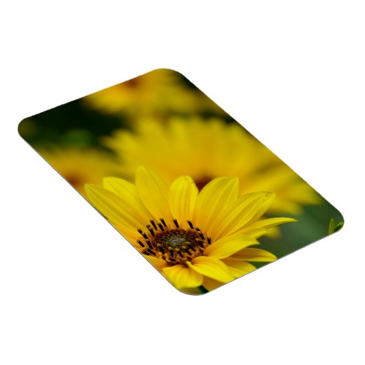 Yellow Daisy Helenium Magnet (Rechte Seite)