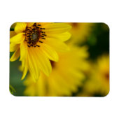 Yellow Daisy Helenium Magnet (Horizontal)