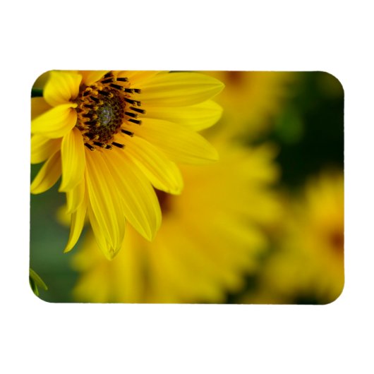 Yellow Daisy Helenium Magnet (Horizontal)