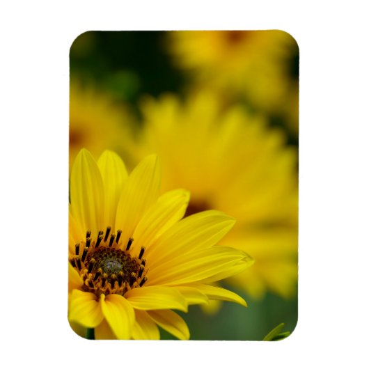Yellow Daisy Helenium Magnet (Vertikal)