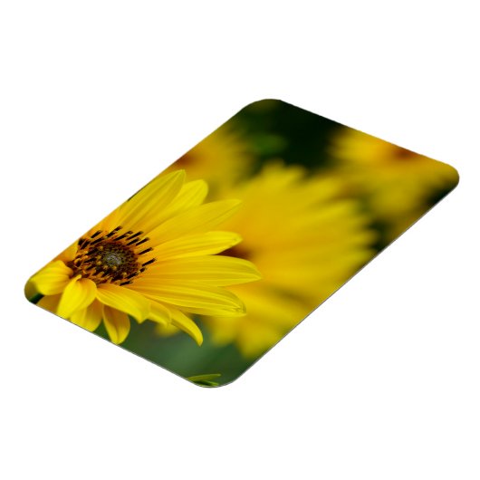 Yellow Daisy Helenium Magnet (Linke Seite)