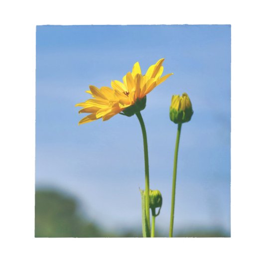 Yellow Daisy Helenium Notizblock (Vorderseite)