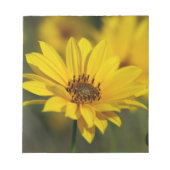 Yellow Daisy Helenium Notizblock (Vorderseite)