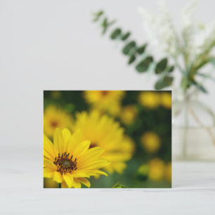 Yellow Daisy Helenium Postkarte