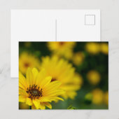 Yellow Daisy Helenium Postkarte (Vorne/Hinten)