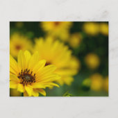 Yellow Daisy Helenium Postkarte (Vorderseite)