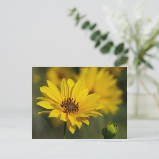Yellow Daisy Helenium Postkarte (Stehend Vorderseite)