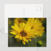 Yellow Daisy Helenium Postkarte (Vorne/Hinten)