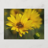 Yellow Daisy Helenium Postkarte (Vorderseite)
