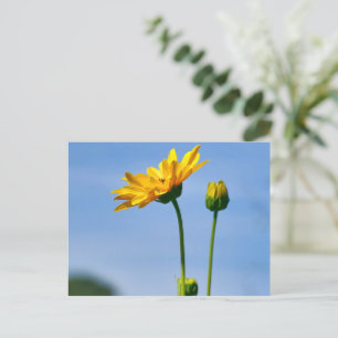 Yellow Daisy Helenium Postkarte