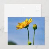 Yellow Daisy Helenium Postkarte (Vorne/Hinten)