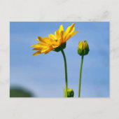 Yellow Daisy Helenium Postkarte (Vorderseite)