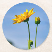 Yellow Daisy Helenium Runder Pappuntersetzer (Vorderseite)