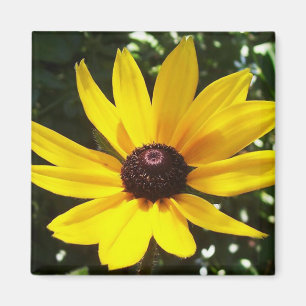 Yellow Daisy Magnet