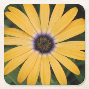 Yellow Daisy Party Untersetzer