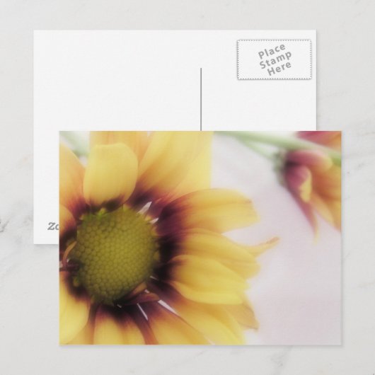 Yellow Daisy Postcard Postkarte (Vorne/Hinten)