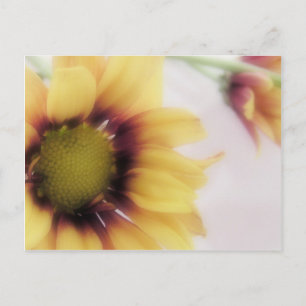 Yellow Daisy Postcard Postkarte