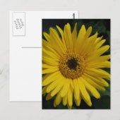 Yellow Daisy Postcard Postkarte (Vorne/Hinten)
