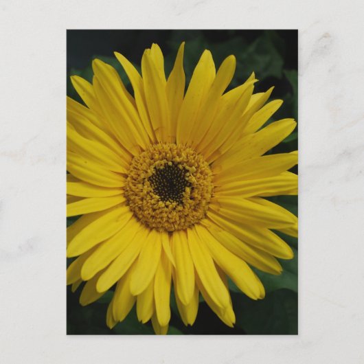 Yellow Daisy Postcard Postkarte (Vorderseite)
