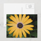 Yellow Daisy Postcard Postkarte (Vorne/Hinten)