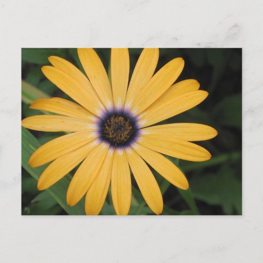 Yellow Daisy Postcard Postkarte (Vorderseite)