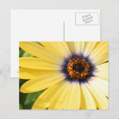 Yellow Daisy Postkarte (Vorne/Hinten)
