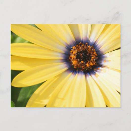 Yellow Daisy Postkarte (Vorderseite)
