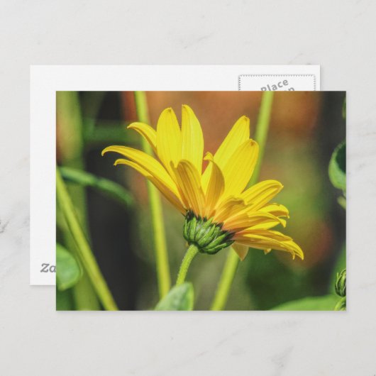 Yellow Daisy Postkarte (Vorne/Hinten)