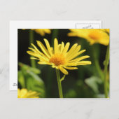 Yellow Daisy Postkarte (Vorne/Hinten)