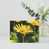 Yellow Daisy Postkarte (Stehend Vorderseite)