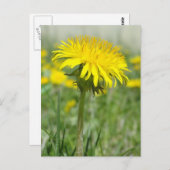 Yellow Dandelion Postkarte (Vorne/Hinten)