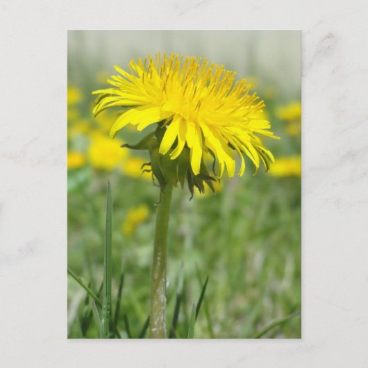 Yellow Dandelion Postkarte (Vorderseite)