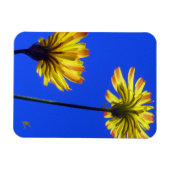 Yellow Dandelions Against Blue Sky Playful Nature Magnet (Horizontal)