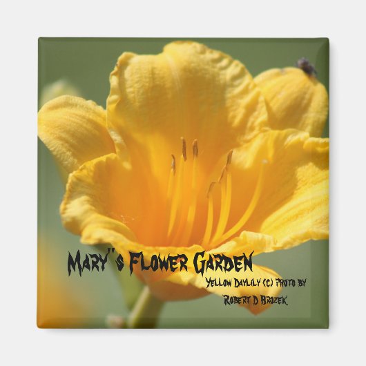 Yellow Daylilie Magnet (Vorne)