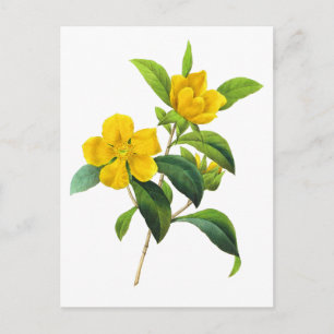 Yellow DiIlinea Scandens von Pierre Joseph Redoute Postkarte