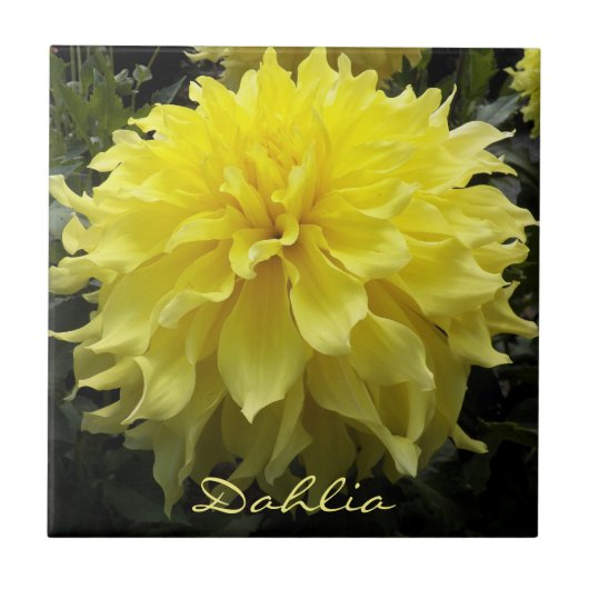 Yellow Dinner Plate Dahlia Fliese (Vorderseite)