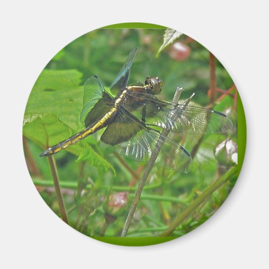 Yellow Dragonfly Magnet (Vorne)