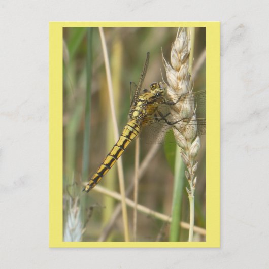 Yellow Dragonfly Nah Up DIY Postkarte (Vorderseite)