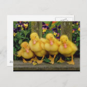 Yellow Duck Dancers Postkarte (Vorne/Hinten)