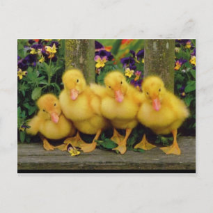 Yellow Duck Dancers Postkarte
