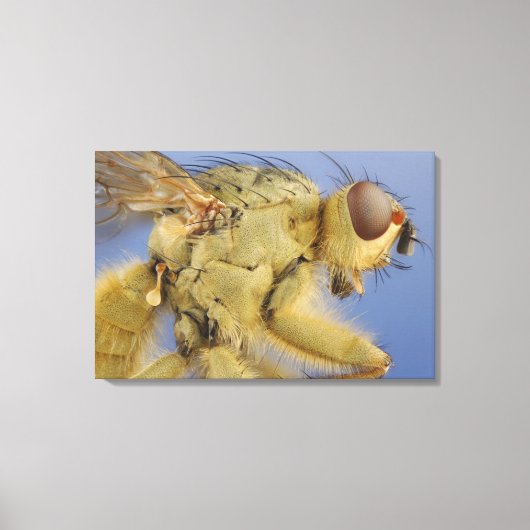 Yellow Dung Fly Leinwanddruck (Vorderseite)