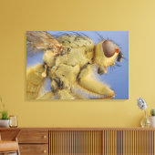 Yellow Dung Fly Leinwanddruck (Insitu (Wohnzimmer))