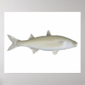 Yellow Eye Mullet Poster (Vorne)