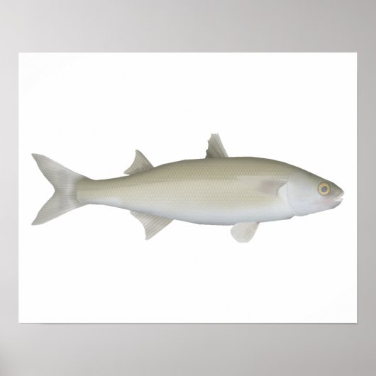 Yellow Eye Mullet Poster (Vorne)