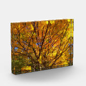 Yellow Fall Foliage Fotoblock (Links)