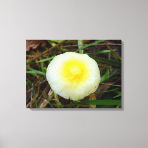 Yellow Field Cap Pilz Canvas Print Leinwanddruck