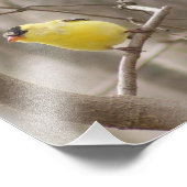 Yellow Finch Bird in Tree Fotografy Print Fotodruck (Ecke)