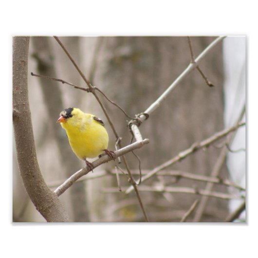 Yellow Finch Bird in Tree Fotografy Print Fotodruck (Vorne)
