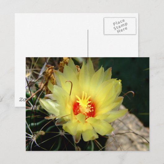 Yellow fishhook cactus flower postkarte (Vorne/Hinten)