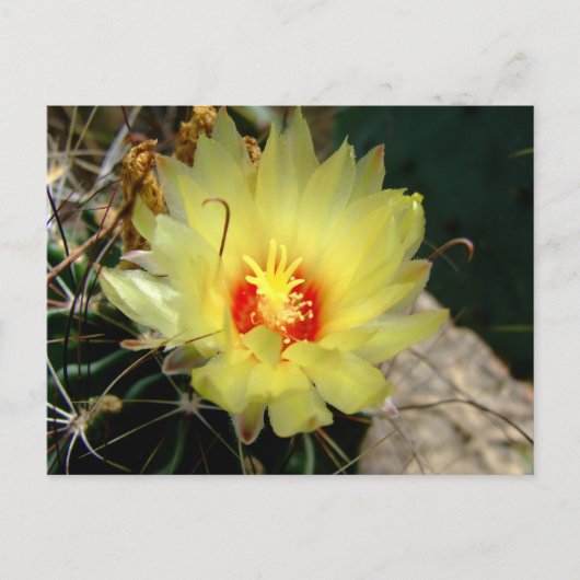 Yellow fishhook cactus flower postkarte (Vorderseite)